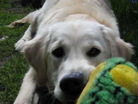 Golden Retriever Hunde Foto 31710 in höherer Auflösung ansehen Golden Retriever Toby beim Spielen