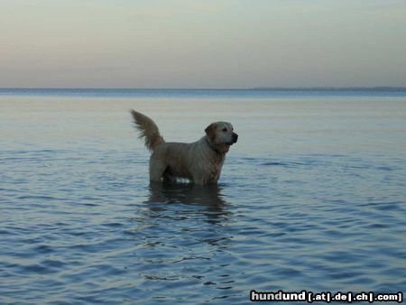 Golden Retriever Hunde Foto 18010 in höherer Auflösung ansehen Golden Retriever Unser Dustin in der Ostsee