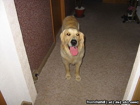 Golden Retriever Hunde Foto 26397 in höherer Auflösung ansehen Golden Retriever man ist das interessant...