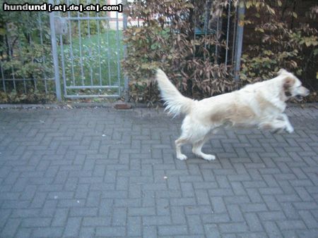 Golden Retriever Hunde Foto 18327 in höherer Auflösung ansehen Golden Retriever das ist mein goldenretriever MERLIN er ist 3 jahre und 8 monate alt