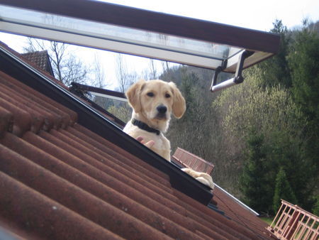 Golden Retriever Hunde Foto 31009 in höherer Auflösung ansehen Golden Retriever Was guckst Du?