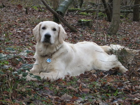 Golden Retriever Hunde Foto 29254 in höherer Auflösung ansehen Golden Retriever Hannibal 11 Mon.