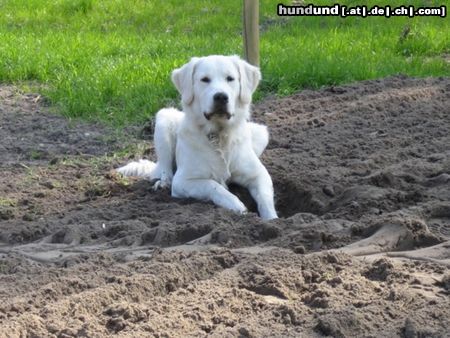 Golden Retriever Hunde Foto 23767 in höherer Auflösung ansehen Golden Retriever Balou im Sand