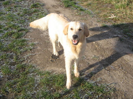 Golden Retriever Hunde Foto 38513 in höherer Auflösung ansehen Golden Retriever Mira (1Jahr)