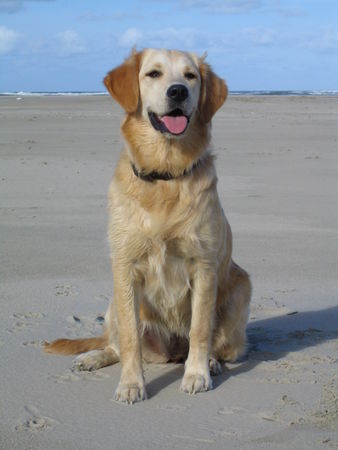 Golden Retriever Hunde Foto 27317 in höherer Auflösung ansehen Golden Retriever Kleine süße Emma!