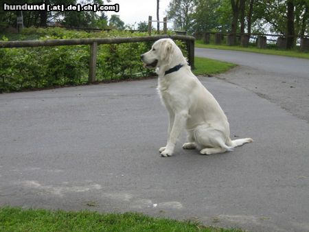 Golden Retriever Hunde Foto 23769 in höherer Auflösung ansehen Golden Retriever Balou als Chef vom Hof