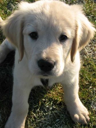 Golden Retriever Hunde Foto 28781 in höherer Auflösung ansehen Golden Retriever Unser Balu