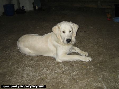 Golden Retriever Hunde Foto 23771 in höherer Auflösung ansehen Golden Retriever Etwas verschlafen