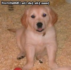Golden Retriever Hunde Foto 22699 in höherer Auflösung ansehen Golden Retriever Ronja
