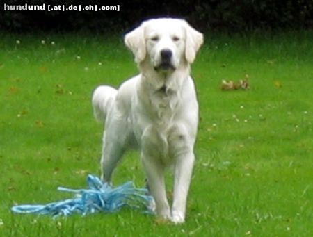 Golden Retriever Hunde Foto 23768 in höherer Auflösung ansehen Golden Retriever Balou 1 Jahr