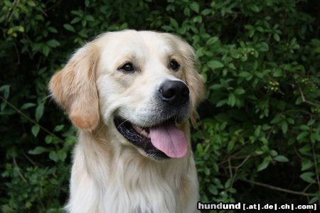 Golden Retriever Georgi 2 Jahre 