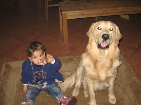 Golden Retriever Hunde Foto 40791 in höherer Auflösung ansehen Golden Retriever Madlin und Anton teilen sich alles