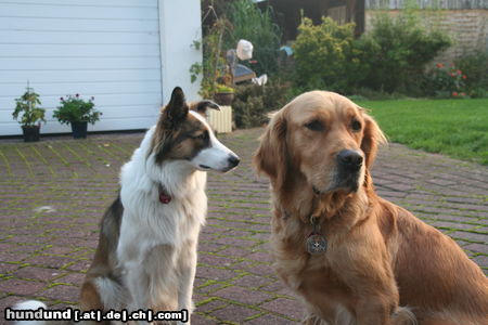 Golden Retriever Joke geb. 20.4. 2003  Rettungshund, Laurie geb 3.10. 2010 Rettungshund in Ausbildung