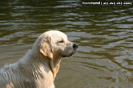 Golden Retriever Hunde Foto 23714 in höherer Auflösung ansehen Golden Retriever Golden Retriever