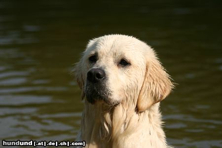 Golden Retriever Hunde Foto 23716 in höherer Auflösung ansehen Golden Retriever Hallo, willst du nicht auch ins Wasser ?
