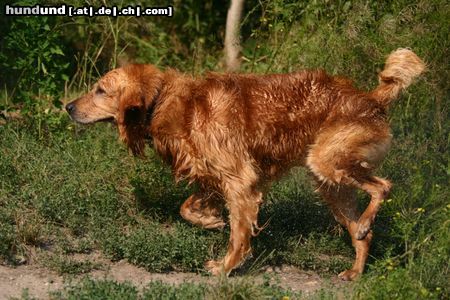 Golden Retriever Hunde Foto 23589 in höherer Auflösung ansehen Golden Retriever Wasser