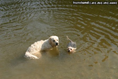 Golden Retriever Hunde Foto 23715 in höherer Auflösung ansehen Golden Retriever schau ich kann da schon stehen