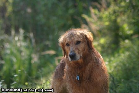 Golden Retriever Hunde Foto 23591 in höherer Auflösung ansehen Golden Retriever schau mich an