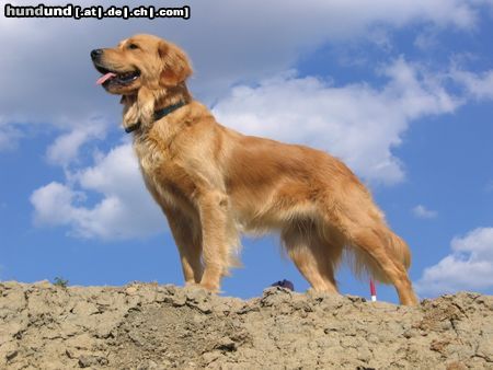 Golden Retriever Hunde Foto 12775 Golden Retriever stolze jella in der Tongrube
