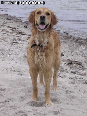 Golden Retriever Hunde Foto 22179 in höherer Auflösung ansehen Golden Retriever Emma Peel