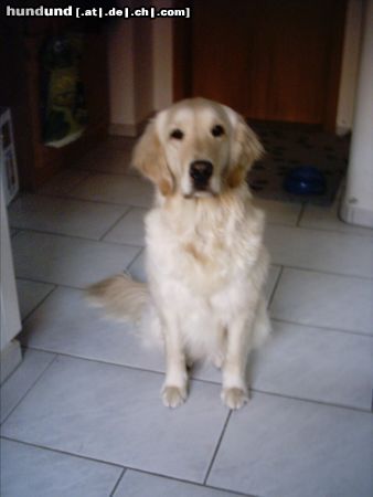 Golden Retriever Hunde Foto 12598 Golden Retriever akira