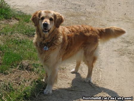 Golden Retriever Hunde Foto 17198 in höherer Auflösung ansehen Golden Retriever Sandy, die Hündin meiner Freundin