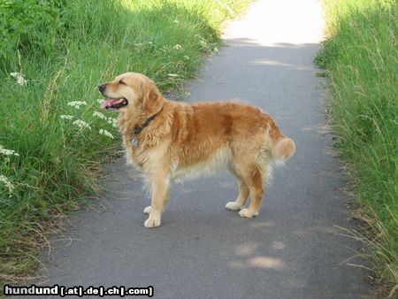 Golden Retriever Hunde Foto 17199 in höherer Auflösung ansehen Golden Retriever und nochmal Sandy