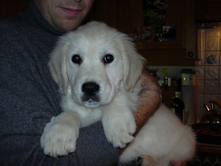 Golden Retriever Hunde Foto 1858 Golden Retriever Emilia 10 Wochen