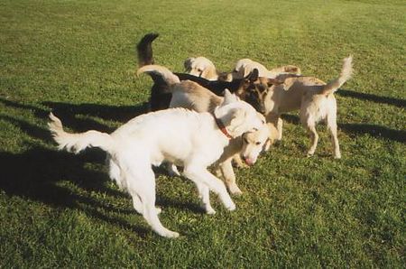 Golden Retriever Hunde Foto 1073 Golden Retriever Junghundestunde