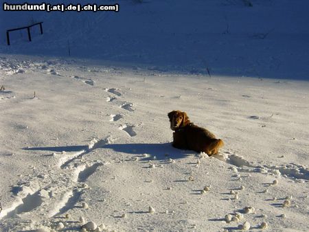 Golden Retriever Hunde Foto 20241 Golden Retriever Das war unser Bester
