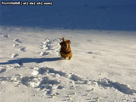 Golden Retriever Hunde Foto 20242 Golden Retriever Das war unser Bester