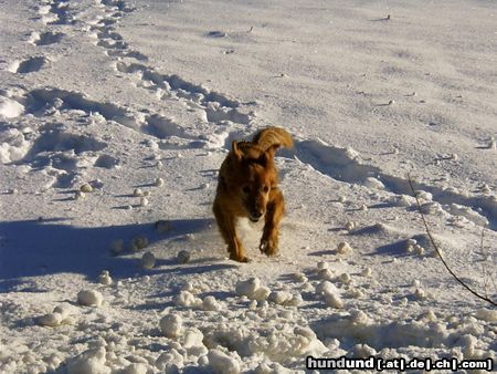 Golden Retriever Hunde Foto 20243 Golden Retriever Das war unser Bester