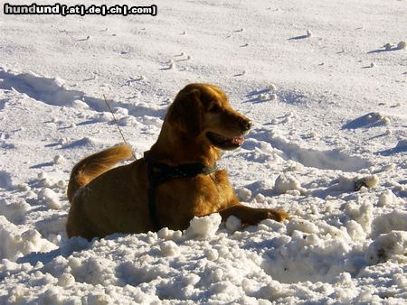 Golden Retriever Hunde Foto 20244 Golden Retriever Das war unser Bester