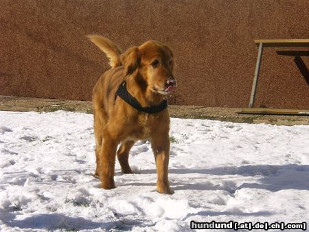 Golden Retriever Hunde Foto 20245 Golden Retriever Das war unser Bester