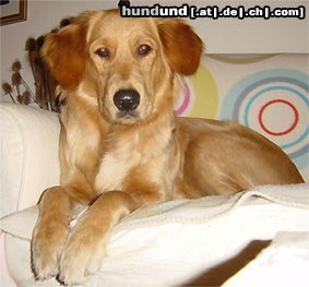 Golden Retriever Hunde Foto 10606 Golden Retriever