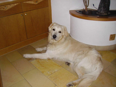 Golden Retriever Hunde Foto 42296 in höherer Auflösung ansehen Golden Retriever Jimmy