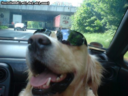 Golden Retriever Joey beim Cabrio fahren