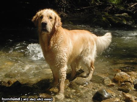 Golden Retriever Hunde Foto 5954 Golden Retriever im Wasser ist es so schön!!