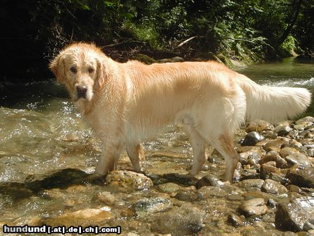 Golden Retriever Hunde Foto 5631 Golden Retriever Mein Diego (3Jahre)