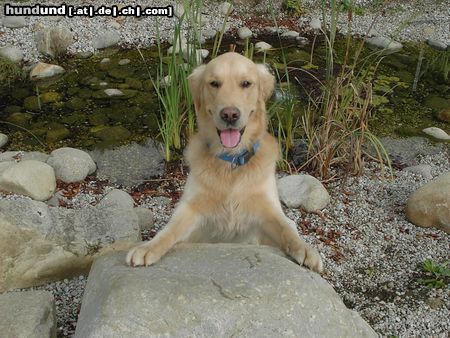 Golden Retriever Hunde Foto 5724 Golden Retriever diego aus der stmk