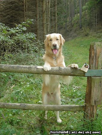 Golden Retriever Hunde Foto 5839 Golden Retriever Zero vom Steirerhof Rufname Diego