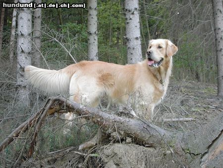 Golden Retriever Hunde Foto 5840 Golden Retriever Zero vom Steirerhof Rufname Diego