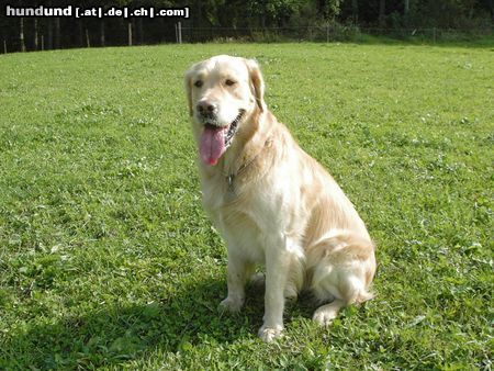 Golden Retriever Hunde Foto 5841 Golden Retriever Diego