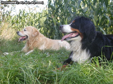 Golden Retriever Oldie-Goldie und Berner-Freundin