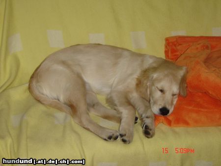 Golden Retriever Hunde Foto 16291 in höherer Auflösung ansehen Golden Retriever Müde Kerryline