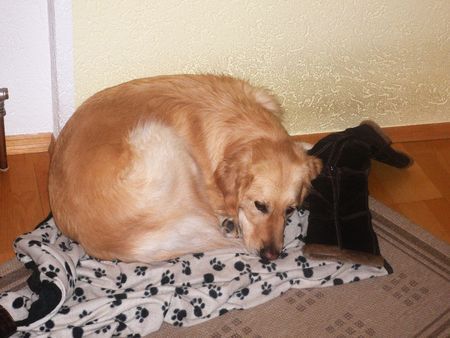 Golden Retriever Hunde Foto 37177 Golden Retriever kleines Mittagsschläfchen