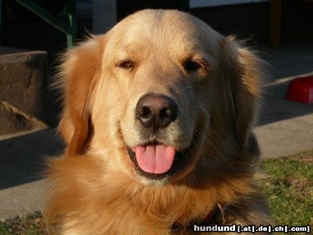 Golden Retriever Hunde Foto 2992 Golden Retriever Bilbo vom Golden Sun Rise