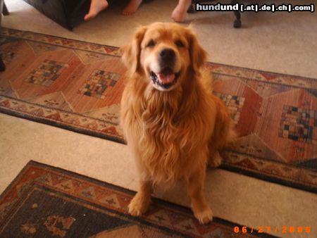 Golden Retriever Hunde Foto 22539 in höherer Auflösung ansehen Golden Retriever Rocky