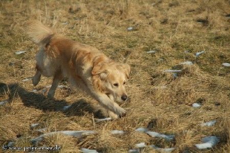 Golden Retriever Hunde Foto 29299 Golden Retriever Larry (6 Jahre)