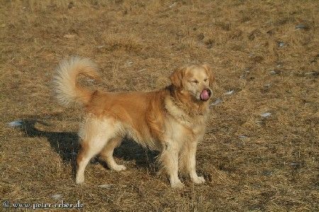 Golden Retriever Hunde Foto 29297 Golden Retriever auf der großen Wiese fühlt er sich natürlich sehr wohl